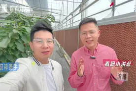 上海这个岛试种车厘子成功 明年将大量挂果上市图片