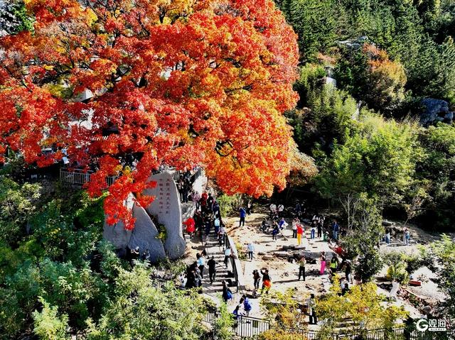 赏叶正当时！崂山这株古槭树走红