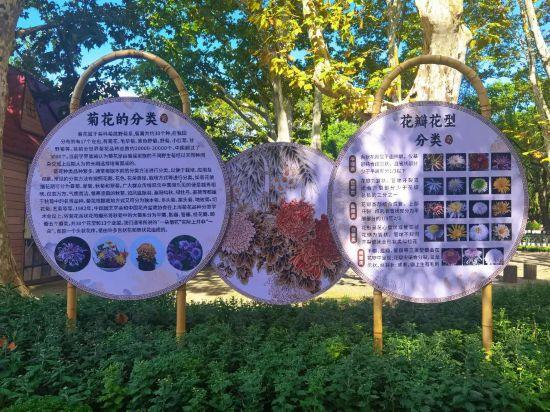 2025上海菊花展在共青森林公园举办 攻略请收好