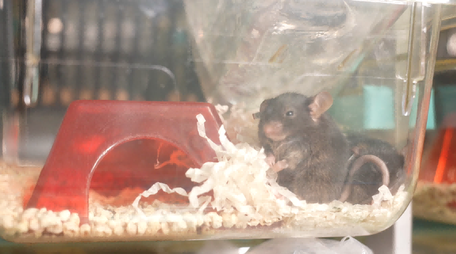 4只“小黑鼠”登陆我国空间站！肩负10年规划与等待