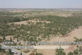 当防护林“老”了怎么办?——新疆科研人员探索优化防护林体系图片
