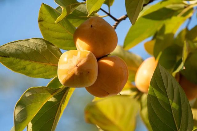 趁秋色浪漫，见一面吧
