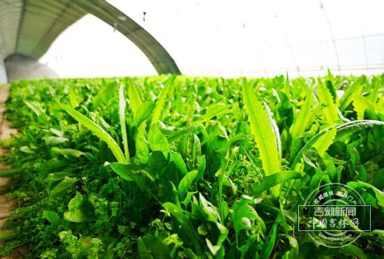 桦甸这个度假村，为何人气满满？