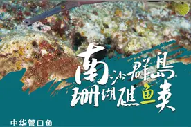 南沙群岛珊瑚礁有多少种鱼？一组海报带你认识！｜世界海洋日图片