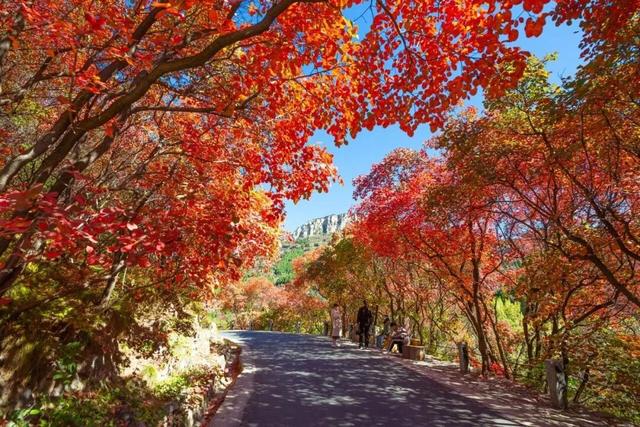 万山红遍正当时！济南红叶谷进入最佳观赏期