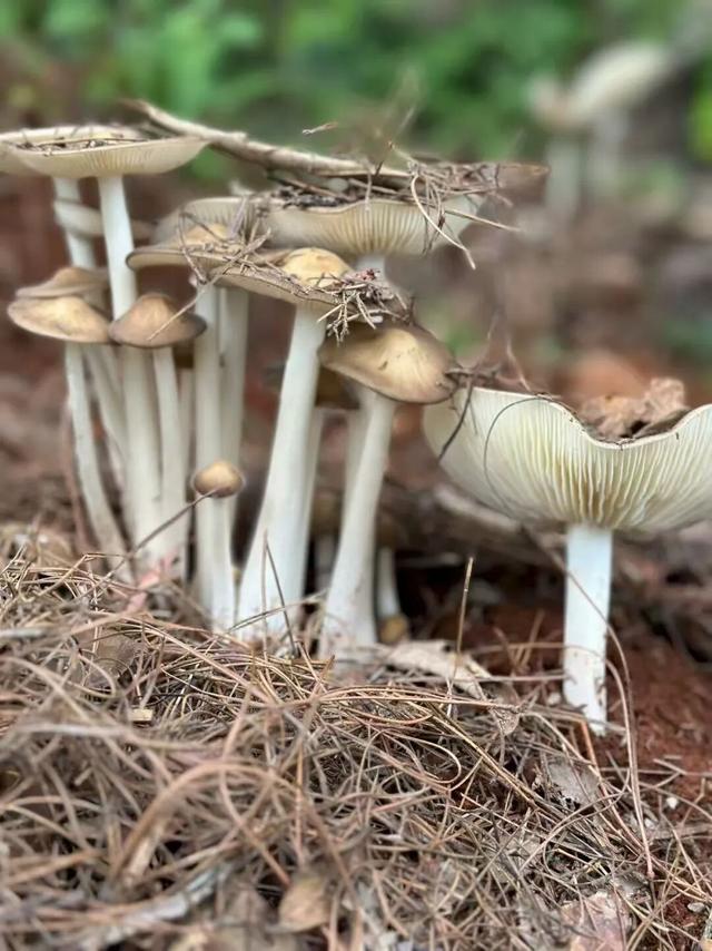 生活丨大理这两个地方竟然四季有菌采！谁懂啊！