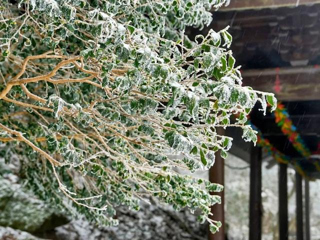 羊狮慕雪国仙境已上线｜大雪持续中，快来福山赏雪！