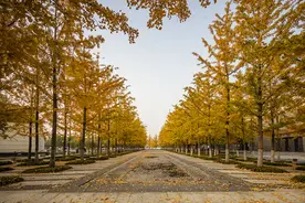 美美的银杏树，竟然有个臭臭的“生存法则”图片