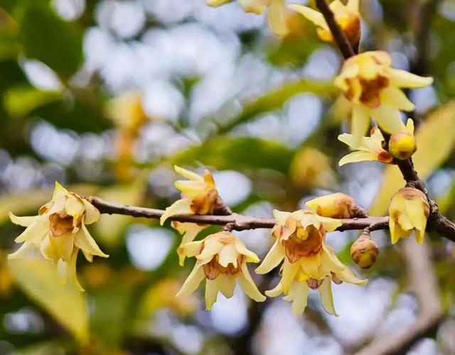 踏雪寻梅！来河南邂逅冬日限定浪漫吧