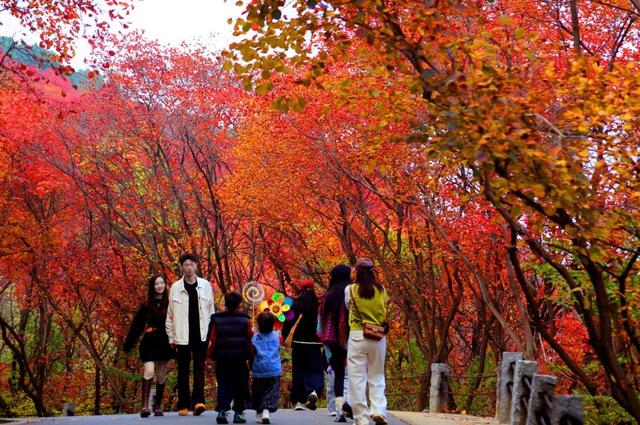 野餐、漂流、DIY！快来打卡红叶谷这份限时秋日浪漫