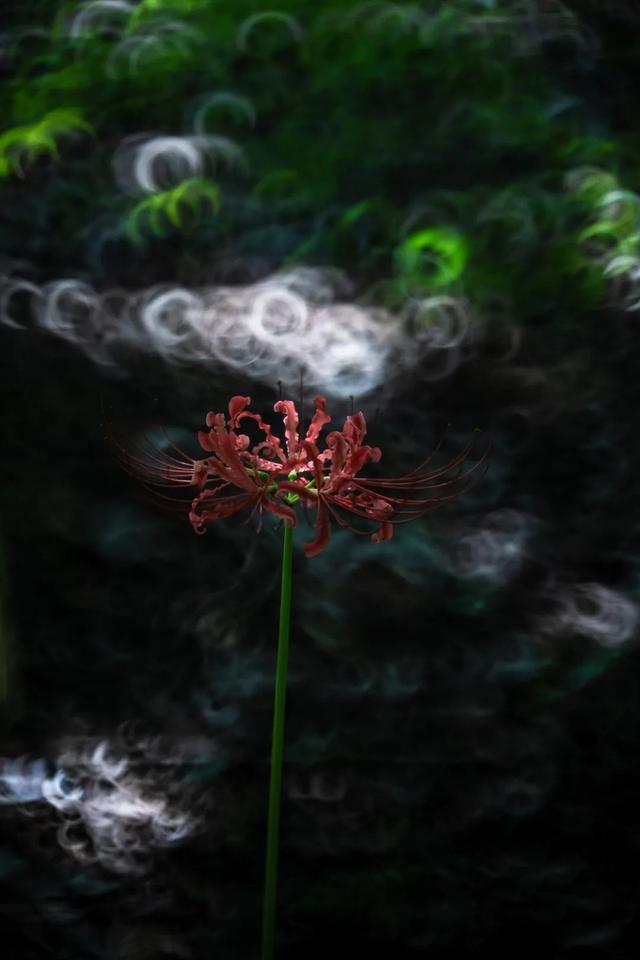 夏末初秋限定！超梦幻的粉紫色花海开了→