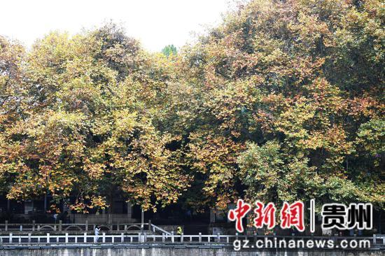 贵阳：初冬时节好风景