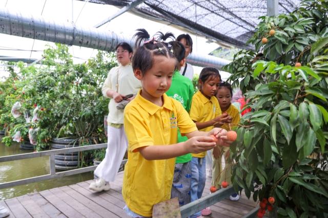 沪郊枫泾，这片水上荔枝林红了，盛邀市民前来现摘现吃！持续到8月1日
