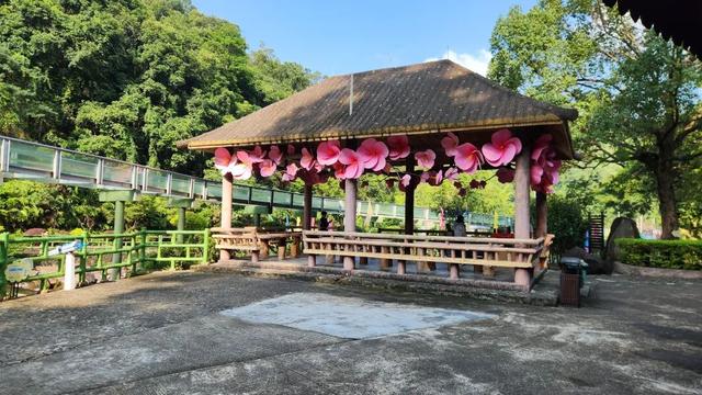 高能预警！现场直击丰顺绝美花墙、花路...