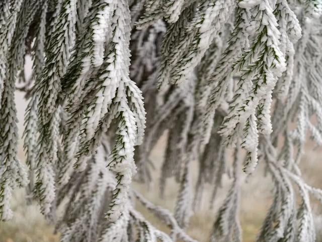 美如童话！融水尧告牧场迎来今冬首场雾凇