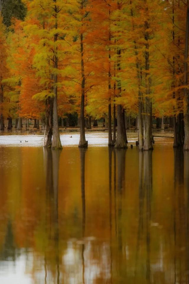 成都限定红！水杉最美季节上线，赶紧打卡！