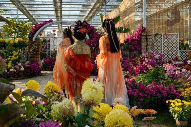 图说定西 | 深秋和菊花的浪漫邂逅