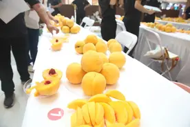 桃枝修枝涂白，助力明年黄桃增产增收图片