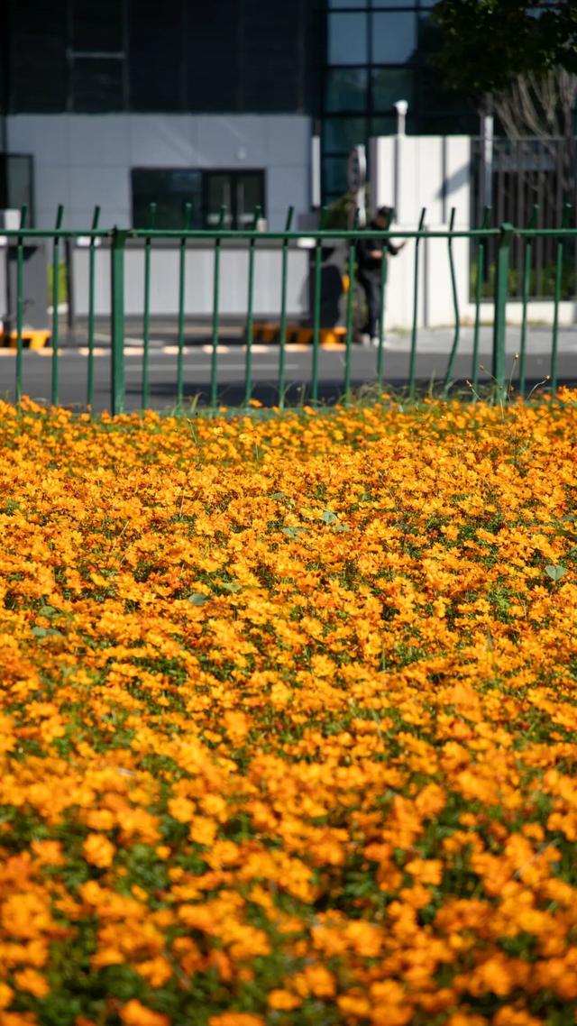 初冬限定！余杭这几处花海，巨出片