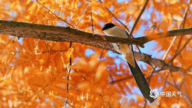 北京奥森公园：初冬喜鹊戏红杉