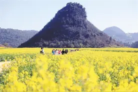罗平百万亩油菜花 相继进入盛花期图片