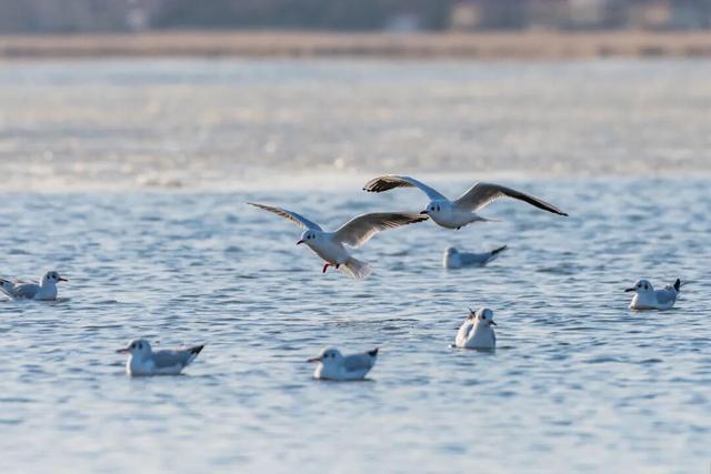 冬季不出河南来这里看海鸥，对19地居民免门票！
