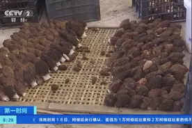 抢“鲜”上市！人工培育羊肚菌助农增收致富图片
