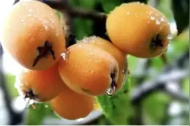 一颗枇杷“五味药”！这个时令水果浑身是宝！图片