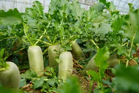 潍县萝卜凭什么“霸占”潍坊人的冬天？图片