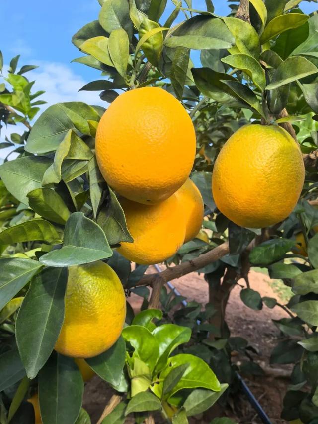 躲进闽西的初冬！来龙岩一键打包古城烟火+爆汁脐橙