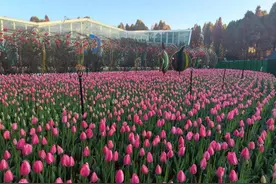 捞渔河湿地公园郁金香花展开幕！门票20元/人图片