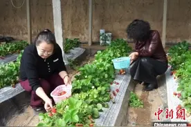 内蒙古乌兰察布“一红一绿”绘就乡村振兴多彩画卷图片