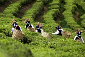 国际茶日·初品色香味 再品精气神丨寻山问水，给世界一杯云南好茶图片
