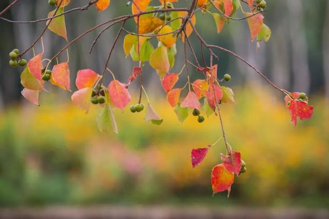 一大波美图袭来！长宁赏秋秘境藏不住啦～