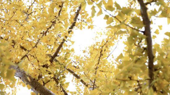 上海银杏浓度已达99％！这份含“金”浪漫别错过