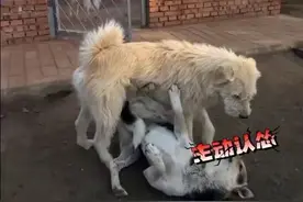 最近火遍全网的“狗界顶流”，是贵州下司犬啊！！！图片