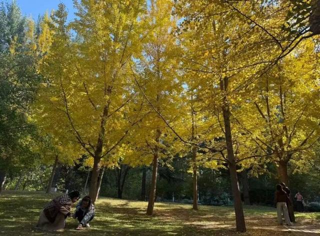 半城金黄！石家庄公园银杏已达颜值巅峰