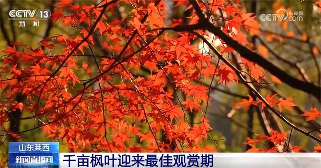 特色“赏秋游”澎湃“秋日经济”新动能 “文旅+”成为激发消费新引擎