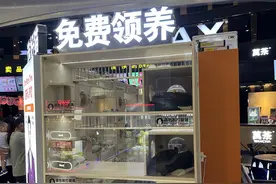 免费领养猫咪还要定期充值，是“真爱心”还是“纯套路”？图片