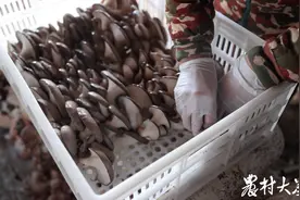 种产销一体模式，让小村平菇越种越红火图片