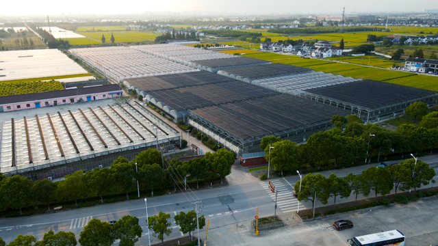 跟着“绿色青浦”，玩转白鹤草莓文化节~