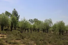 阿门其日格的树图片