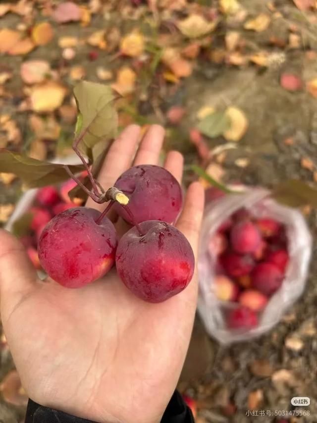 在甘肃，这些秋天仪式感拉满的事，你做了几件？