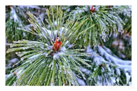 溪丘湾乡：茶乡雪景惹人醉图片
