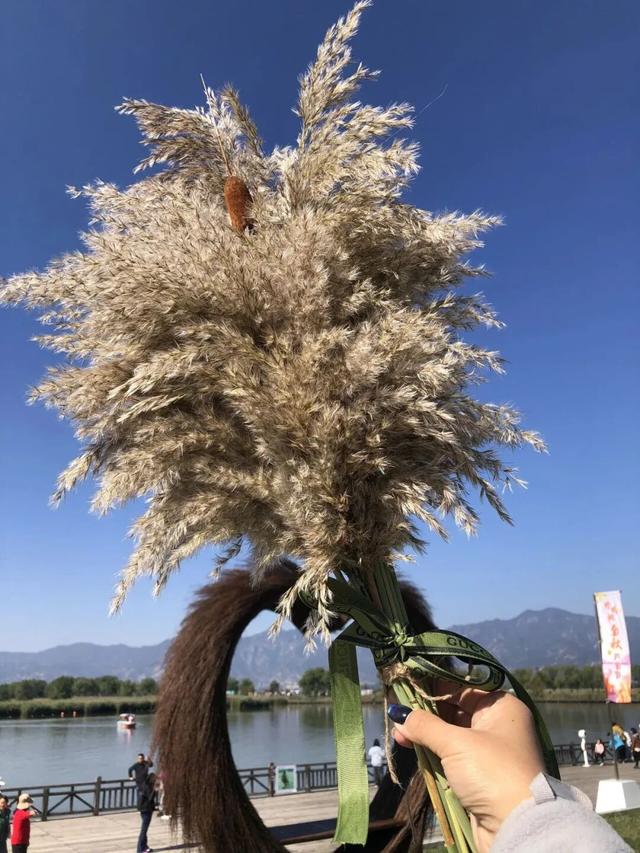 一眼心动！周末邂逅北京芦花漫舞，超有秋日feel~