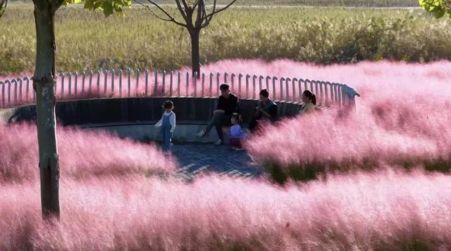 南海新区：粉色花海编织限定浪漫