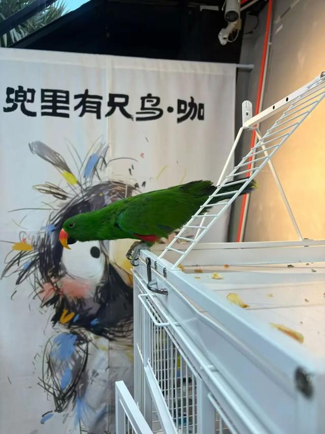 洛铜1954工业风潮玩全攻略，一站式解锁涧西快乐