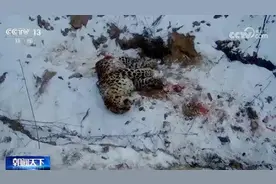 视频丨还原“东北虎捕食东北豹”事件经过图片