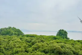 主流新媒体深圳行② | “深圳不仅是我们的家，也是它们的家”图片