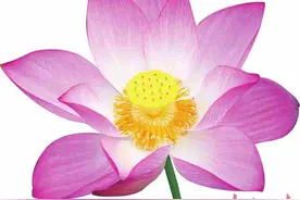 荷花香里说振兴图片